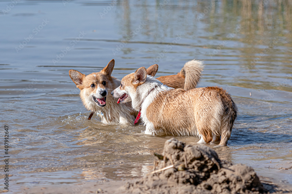 several happy Welsh Corgi dogs playing and jumping in the water on the beach several happy Welsh Corgi dogs playing and jumping in the water on the beach