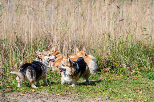 several Welsh Corgi dogs play on the sandy beach by the lake