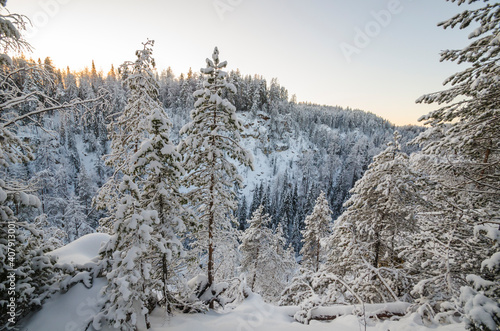 Snowy forest and gorge. Cockroach log. Karst fault. Pinezhsky reserve  © Yakovlev