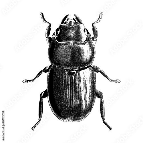 Engraved bug illustration. Beetle sketch vector in stipple style. Tattoo concept.