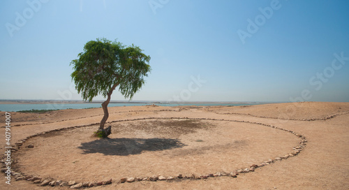 tree in the desert