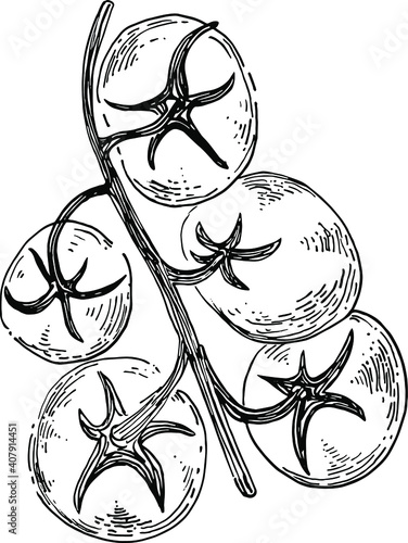 Tomato. Tomatoes on a branch. Vegetable. Vector illustration. Linear art. A Sketch Of A Botanical Illustration. Environmentally healthy food. Modern design of a single-line drawing of a graphic illust