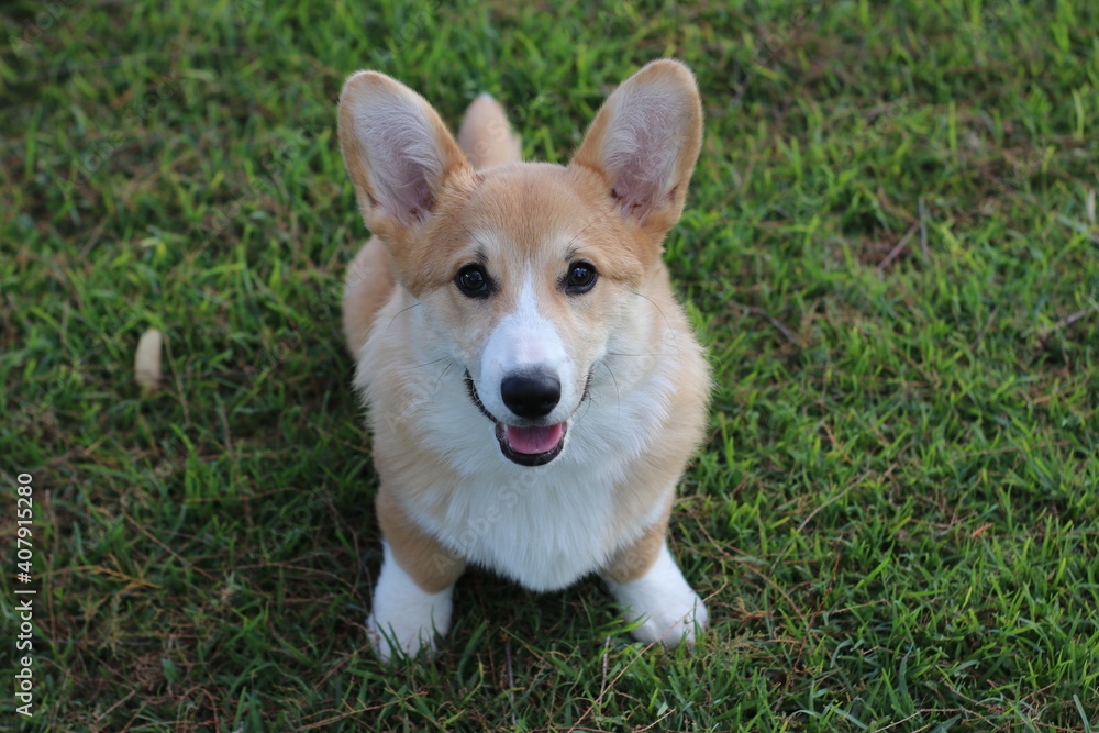 welsh corgi pembroke welsh corgi pembroke