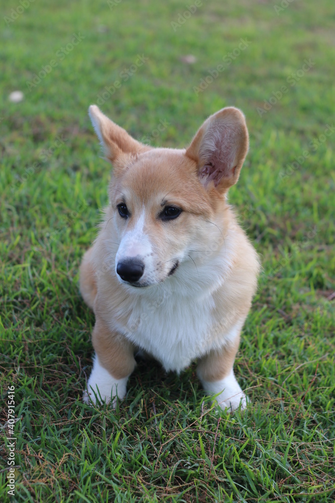welsh corgi pembroke welsh corgi pembroke
