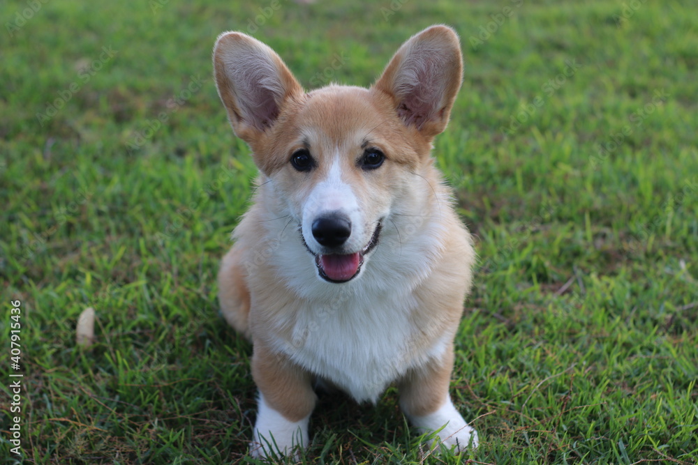 welsh corgi pembroke 