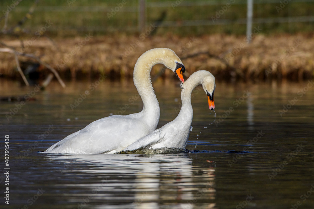 Höckerschwäne (Cygnus olor) beim Hochzeitstanz Höckerschwäne (Cygnus olor) beim Hochzeitstanz