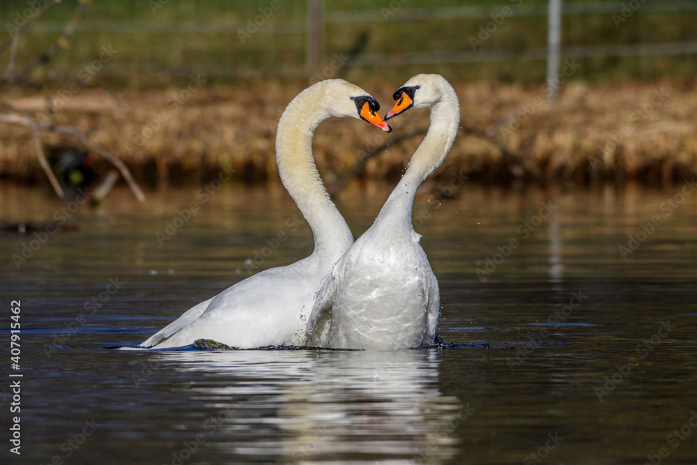 Höckerschwäne (Cygnus olor) beim Hochzeitstanz Höckerschwäne (Cygnus olor) beim Hochzeitstanz