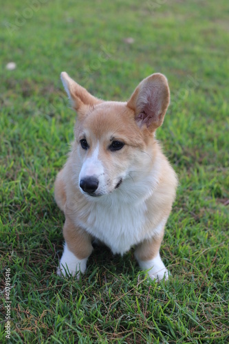 welsh corgi pembroke 