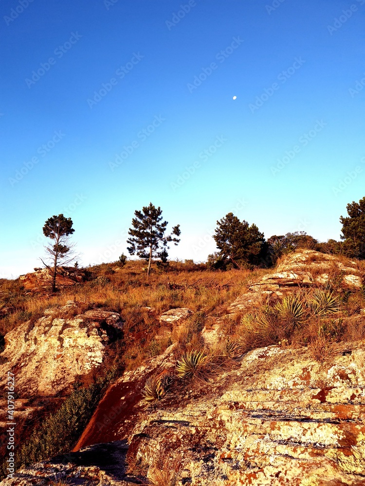 Naklejka premium Trees in the mountains