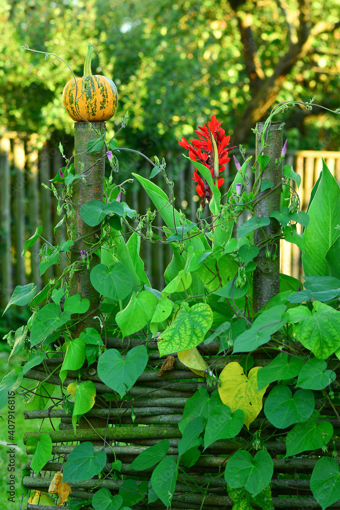 Fototapeta premium Maksro flora in Ukraine