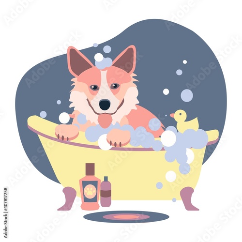 Corgi in bathtube with rubber duck Dog care concept Flat vector illustration