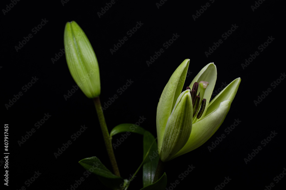 Obraz premium white tulips on black background