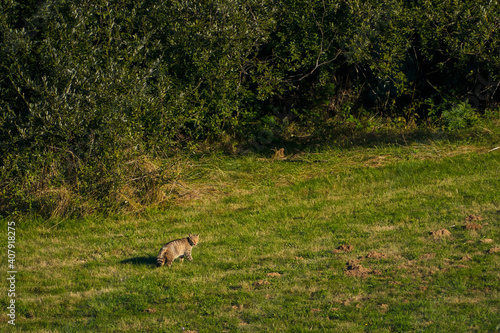 Wildcat hunting voles in the meadow