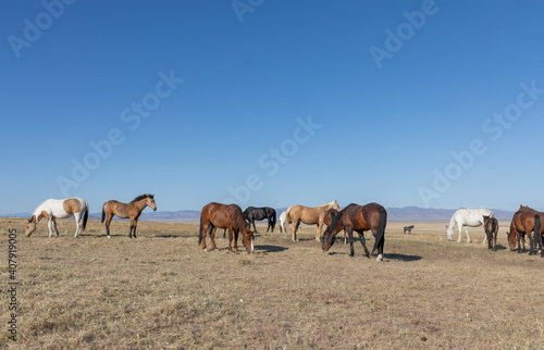 Fototapeta Naklejka Na Ścianę i Meble -  Herd of Wild Horses in Spring in the Utah desert