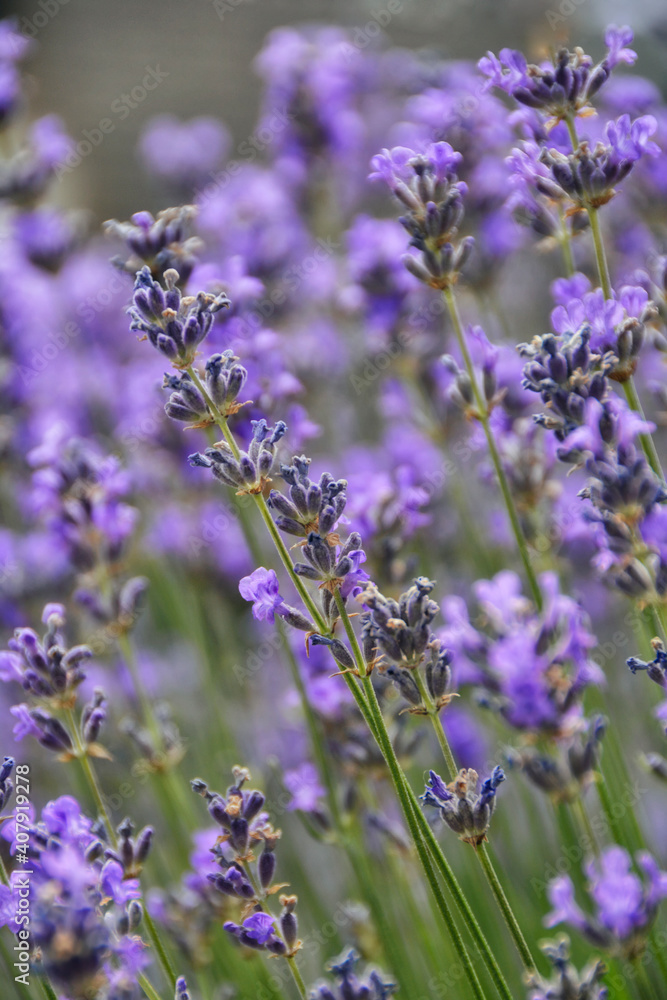 Obraz premium Lavendel II
