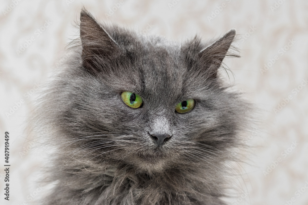 Close-up portrait of a gray shaggy cat with green eyes