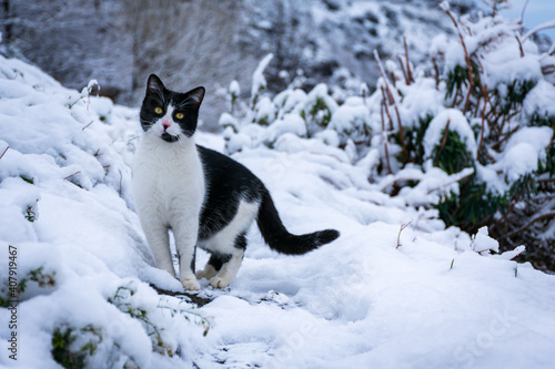 Close-up of black and white cat with yellow eyes in the snow.