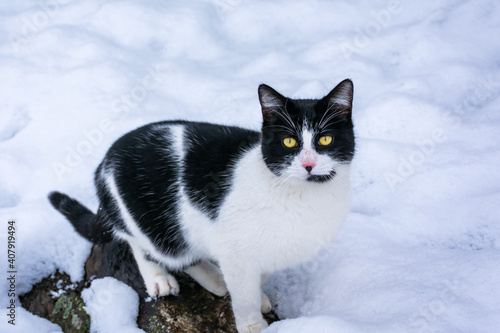Close-up of black and white cat with yellow eyes in the snow.