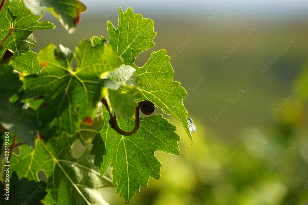 Weintrauben und Weinblätter in den Weinreben Weintrauben und Weinblätter in den Weinreben