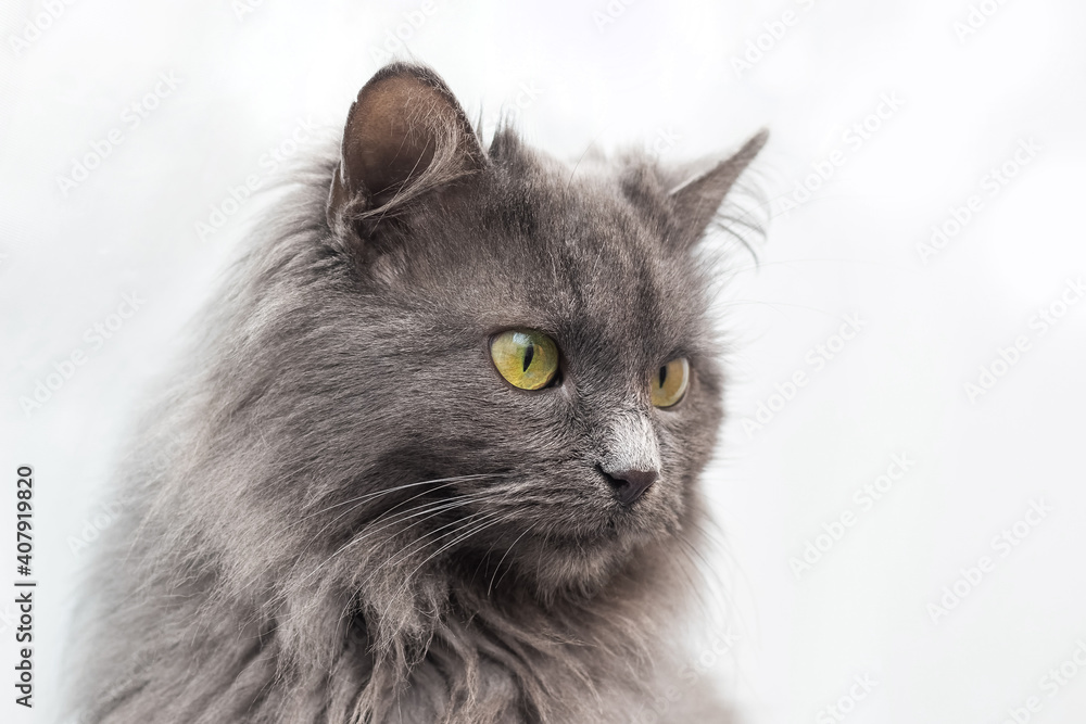 Portrait of a gray fluffy cat looking away