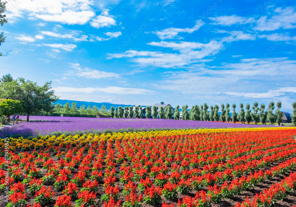 field of flowers and blue sky