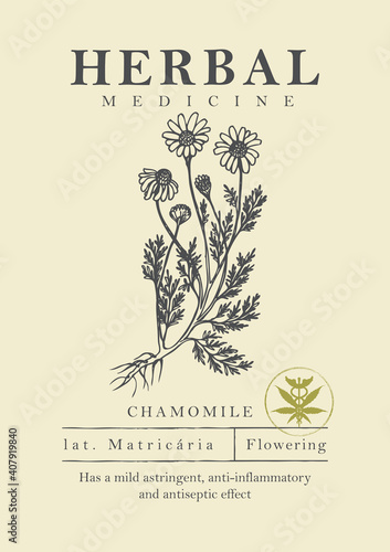 Botanical illustration of a hand-drawn chamomile plant in retro style. Vector banner or label for herbal medicine, green pharmacy or gardening. Medicinal herbs collection.