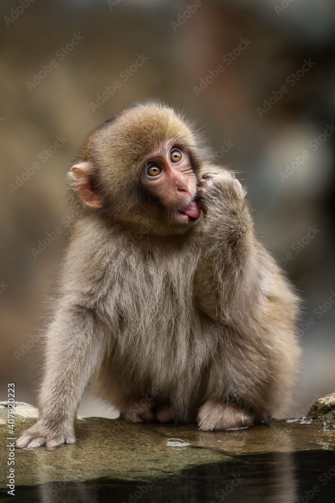 Snow Monkey in Japan Snow Monkey in Japan