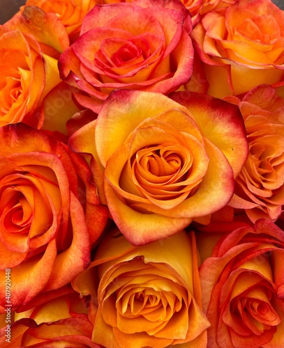 Stunning orange and yellow roses