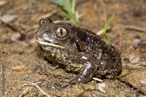 Spadefoot toads (Pelobates fuscus) in natural habitat