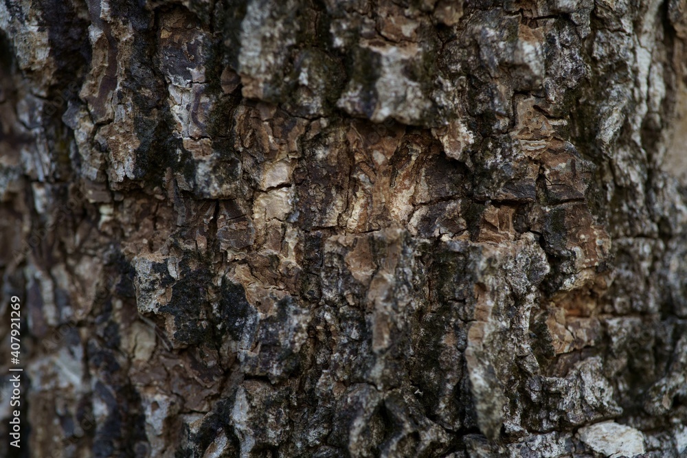 Close up Full Frame Shot Old Tree Bark Texture background Close up Full Frame Shot Old Tree Bark Texture background