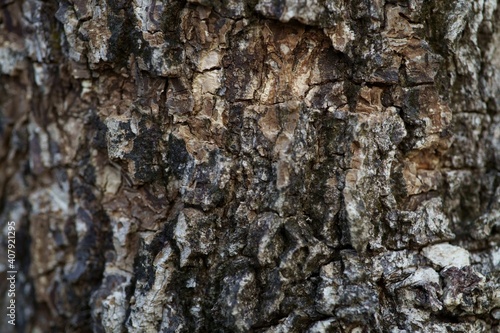 Fototapeta Naklejka Na Ścianę i Meble -  Close up Full Frame Shot Old Tree Bark Texture background