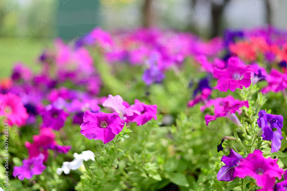 Obraz premium Closeup of Many Beautiful Colorful Flowers with nature background in the garden, Thailand.