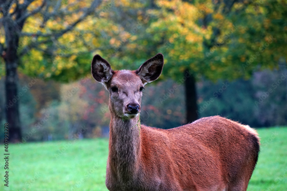 Damwild Rehe und Hirsche im Park Damwild Rehe und Hirsche im Park