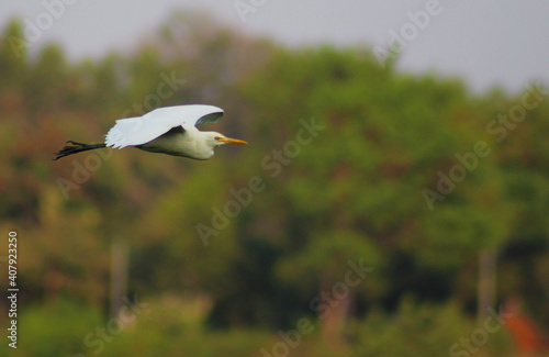 White egret gliding in front of green vegetation