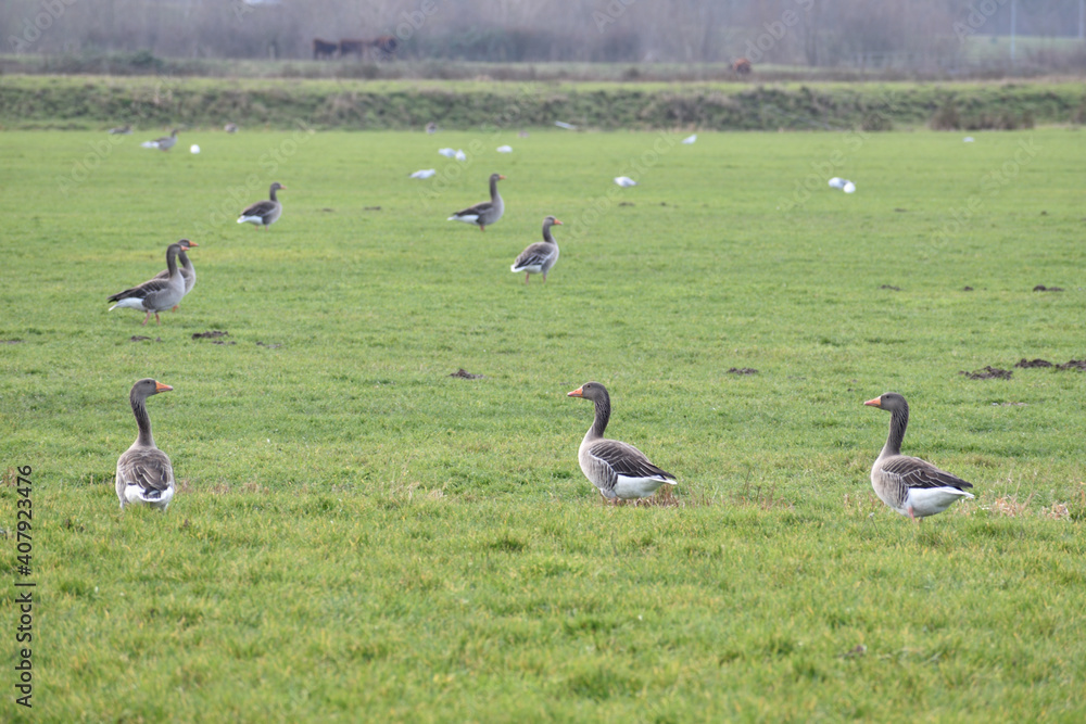 A flock of geese walking in a field in the Netherlands A flock of geese walking in a field in the Netherlands