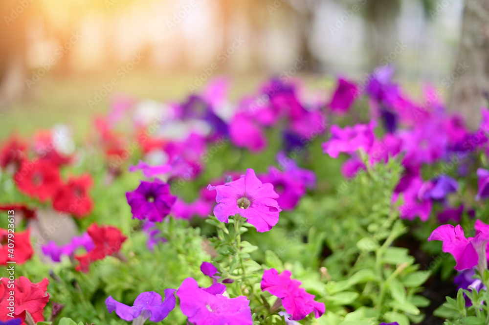 Closeup of Many Beautiful Colorful Flowers with nature background in the garden, Thailand.