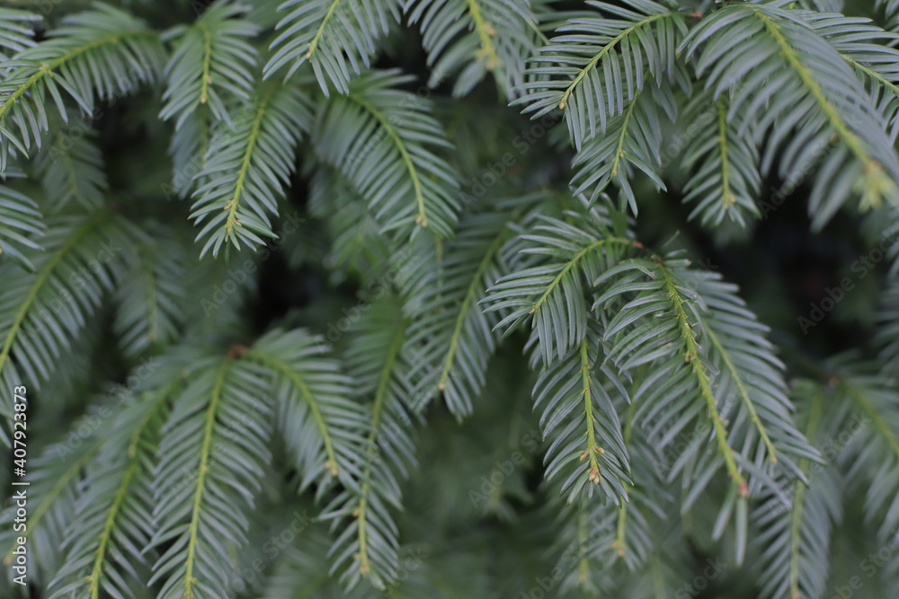 Background with fresh green tree Background with fresh green tree