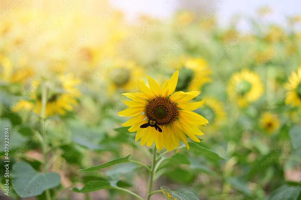 Fresh Sunflower blooming in the morning sun shine with nature background in the garden, Thailand. Fresh Sunflower blooming in the morning sun shine with nature background in the garden, Thailand.