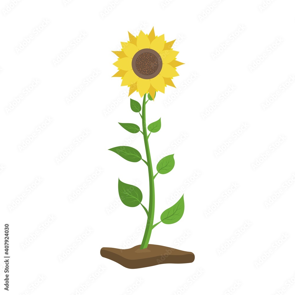 Obraz premium Sunflower with green leaves grow from soil icon. Floral design elements. Summer garden or field plant with yellow petals and sunflower seeds.