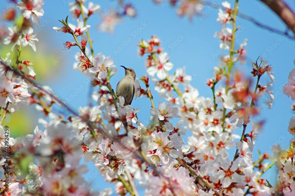 Fototapeta premium hummingbird on the blossoming almond tree, spring in Israel