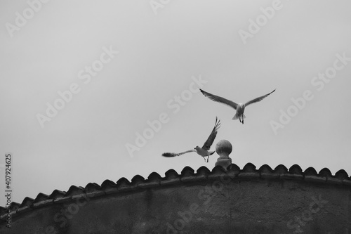 Photography seagull in rome