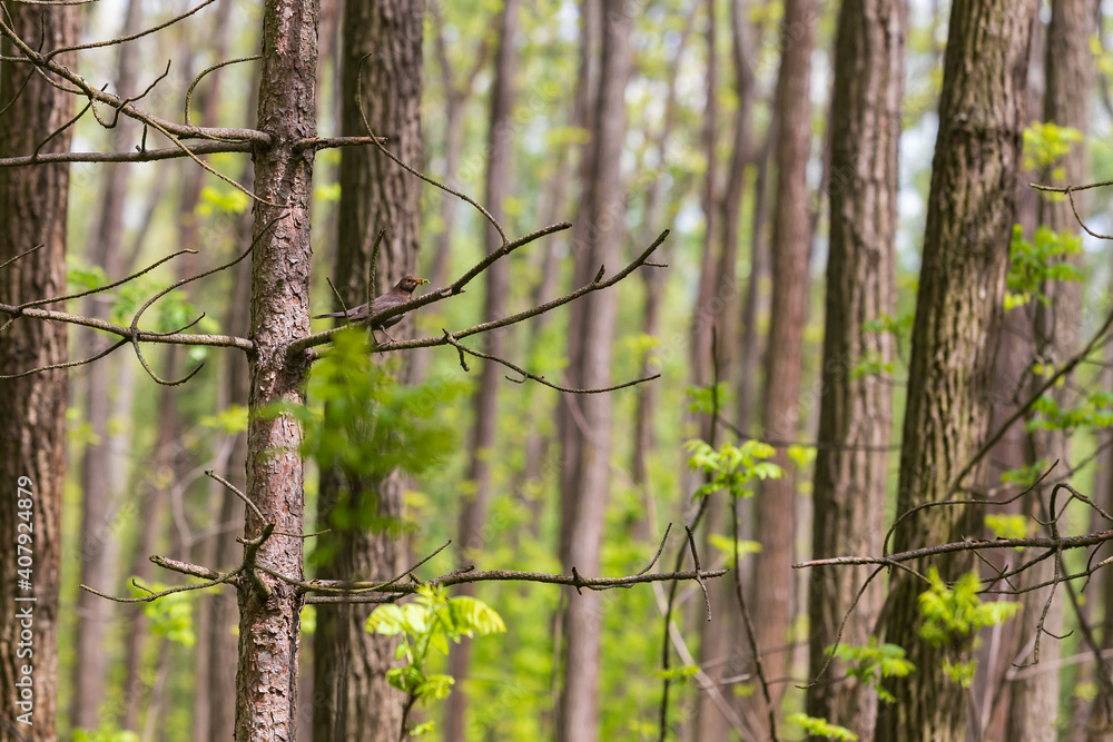 A blackbird is sitting on a tree branch in the forest and has a earthworm in its beak. A blackbird is sitting on a tree branch in the forest and has a earthworm in its beak.
