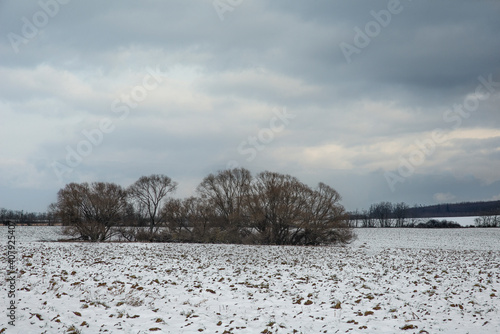 Field in the winter with leafless trees