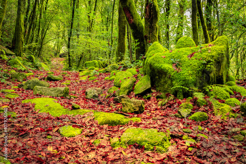Camino en bosque con hojas caídas