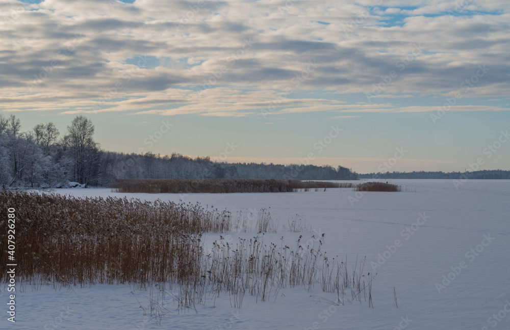 Frozen lake with reeds. A bright winter evening.