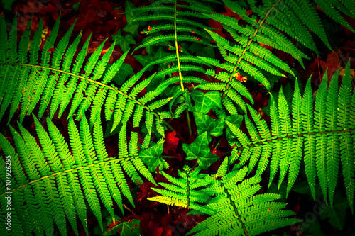 Helecho en un bosque oscuro y húmedo