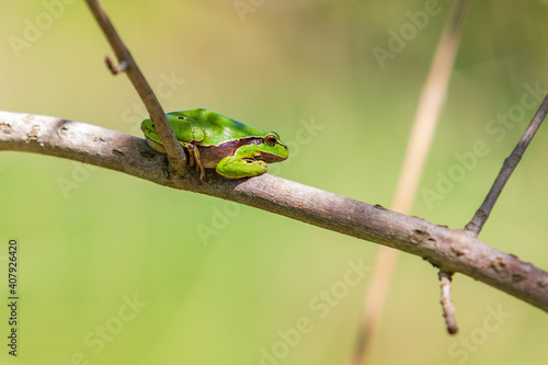 Green tree frog - Hyla arborea sitting on a tree twig in the forest.