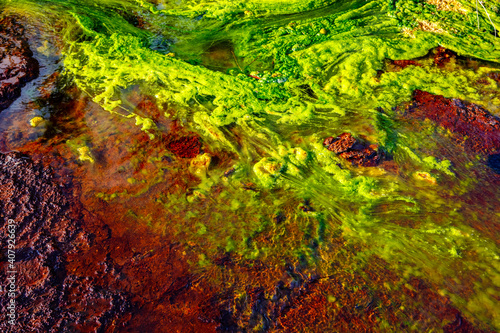 Algas verdes en río ácido