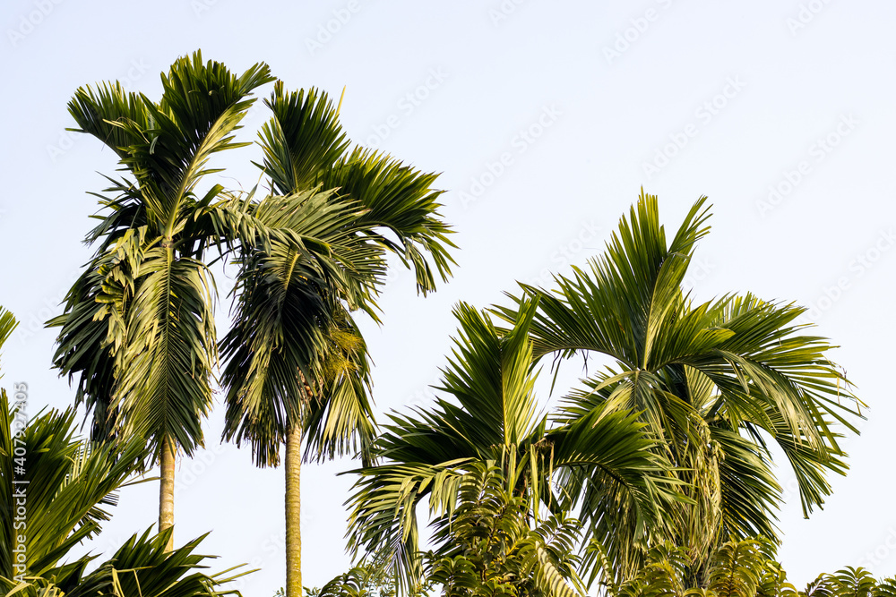 Betel nut tree under the blue sky in the garden