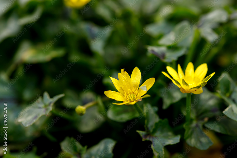 Lesser celandine, yellow spring plant in a garden. Nature background. Lesser celandine, yellow spring plant in a garden. Nature background.